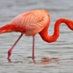 Flight of the Future: India’s First AI-Powered Bird Sanctuary Lands in Maharashtra.